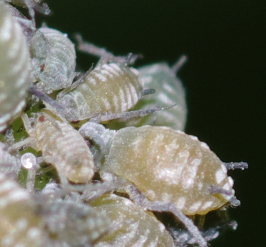 Aphis  sambuci dalla Calabria